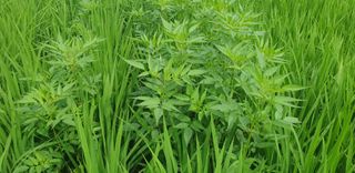 골든벨님의 벼 · 병해충상담 작성글 사진