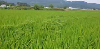 골든벨님의 벼 · 병해충상담 작성글 사진