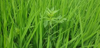 골든벨님의 벼 · 병해충상담 작성글 사진