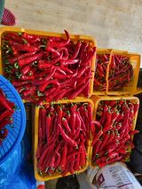 팜모닝 고추·수확 게시글 이미지