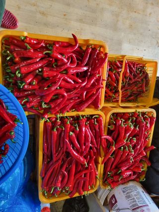 ja72850911님의 고추 · 수확 작성글 사진