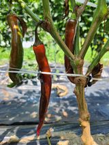 팜모닝 고추·병해충상담 게시글 이미지