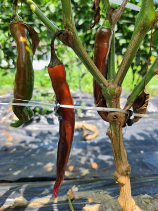 충주gomtenge님의 고추 · 병해충상담 작성글 사진