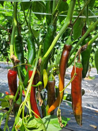 충주gomtenge님의 고추 · 병해충상담 작성글 사진