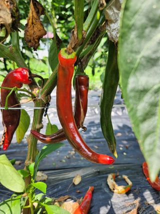 충주gomtenge님의 고추 · 병해충상담 작성글 사진