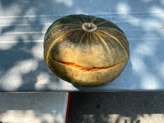 친환경님의 호박 · 병해충상담 작성글 사진