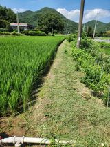 팜모닝 벼·영농일지 게시글 이미지