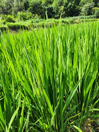 오임택 님의 벼 · 영농일지 작성글 사진