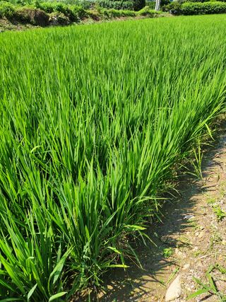 오임택 님의 벼 · 영농일지 작성글 사진