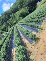 팜모닝 어떤 유기농자재 쓰세요?·참여글 게시글 이미지