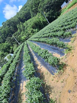 권도명님의 어떤 유기농자재 쓰세요? · 참여글 작성글 사진
