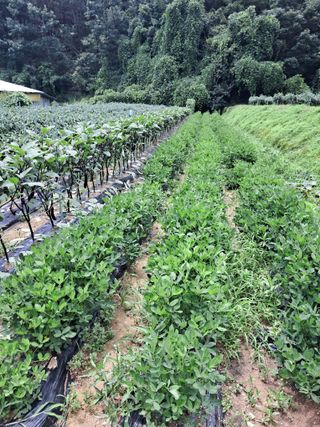 권도명님의 어떤 유기농자재 쓰세요? · 참여글 작성글 사진