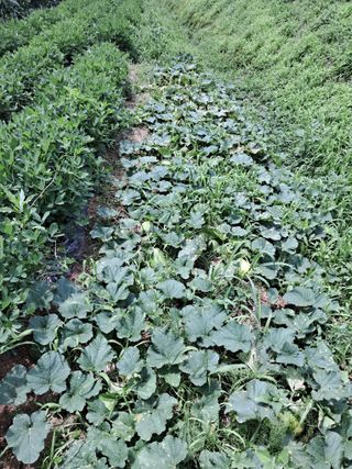 권도명님의 어떤 유기농자재 쓰세요? · 참여글 작성글 사진