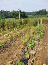 팜모닝 참깨·자유게시판 게시글 이미지
