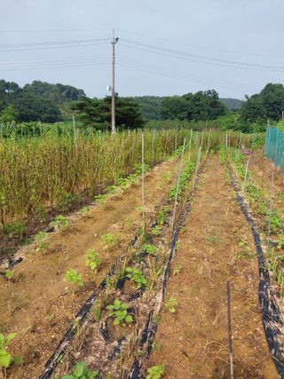 유영동님의 참깨 · 자유게시판 작성글 사진
