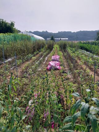 유영동님의 참깨 · 자유게시판 작성글 사진