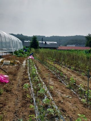 유영동님의 참깨 · 자유게시판 작성글 사진