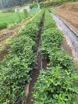 팜모닝 기타작물·자유게시판 게시글 이미지