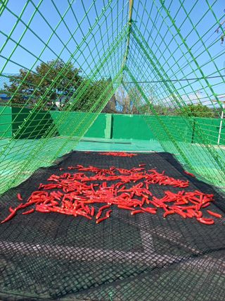 최태순님의 고추 · 일상 작성글 사진