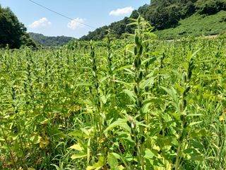 오영도님의 참깨 · 자유게시판 작성글 사진