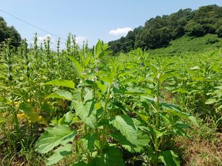 오영도님의 참깨 · 자유게시판 작성글 사진