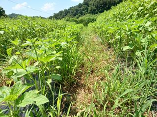 오영도님의 참깨 · 자유게시판 작성글 사진