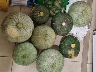 초월농원님의 자유주제 · 자유게시판 작성글 사진