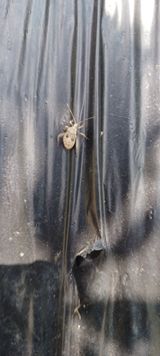 팜모닝 고추·병해충상담 게시글 이미지