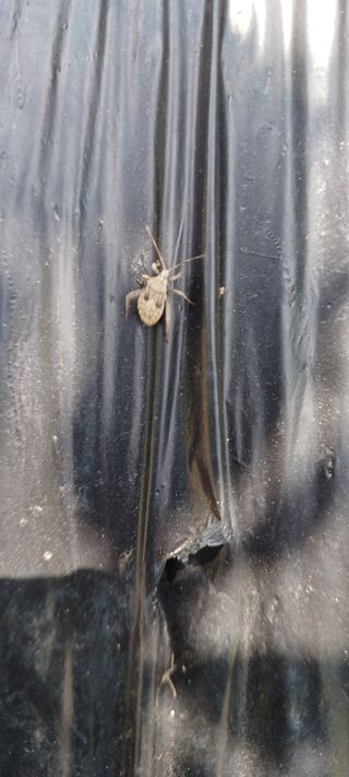 김기승님의 고추 · 병해충상담 작성글 사진