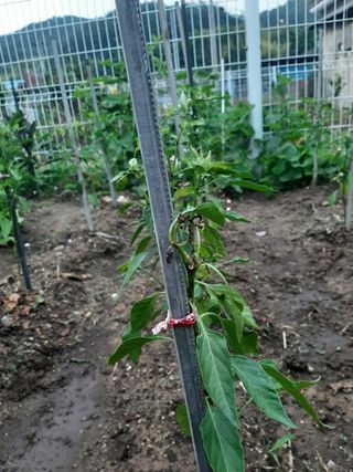박옥주님의 고추 · 병해충상담 작성글 사진