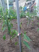 팜모닝 고추·병해충상담 게시글 이미지