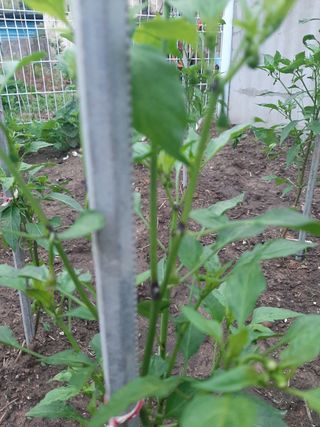 박옥주님의 고추 · 병해충상담 작성글 사진