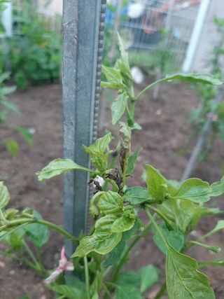 박옥주님의 고추 · 병해충상담 작성글 사진