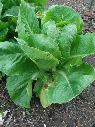 박옥주님의 고추 · 병해충상담 작성글 사진