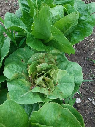 박옥주님의 고추 · 병해충상담 작성글 사진