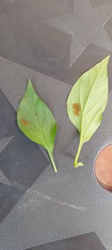 팜모닝 고추·병해충상담 게시글 이미지