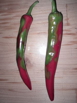 행복의집1592님의 고추 · 병해충상담 작성글 사진