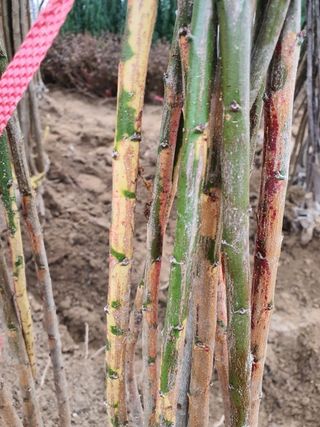 일심묘목농원님의 작성글 사진