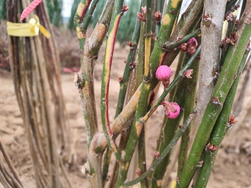 일심묘목농원님의 장터 판매 상품 [황금매화나무 3년생 포트묘 개화주] 첨부 사진