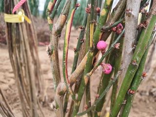 일심묘목농원님의 작성글 사진