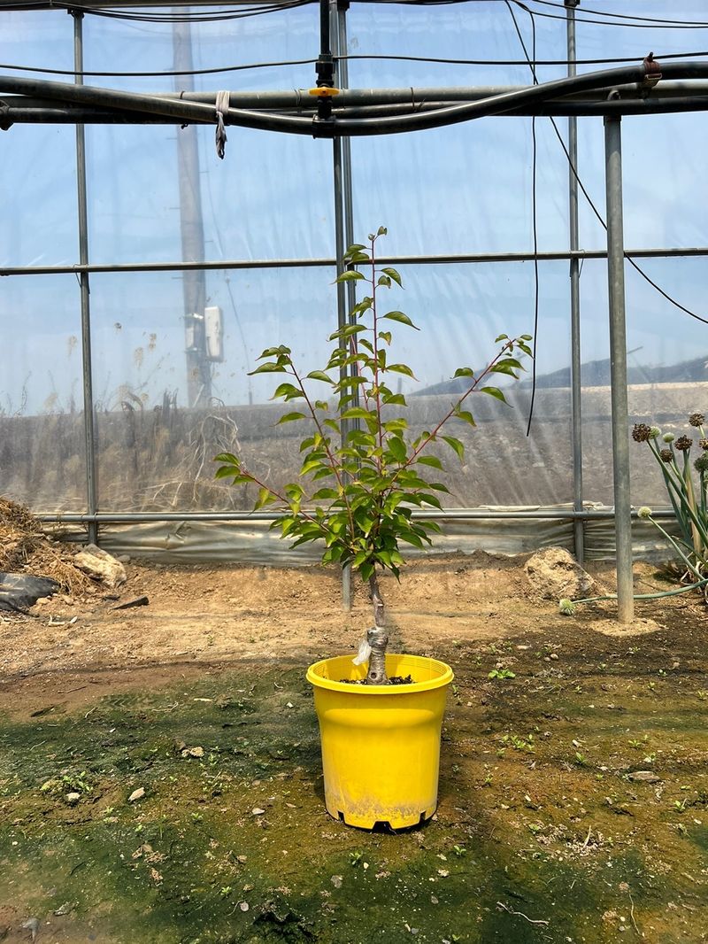 일심묘목농원님의 장터 판매 상품 [황금매화나무 3년생 포트묘 개화주] 첨부 사진