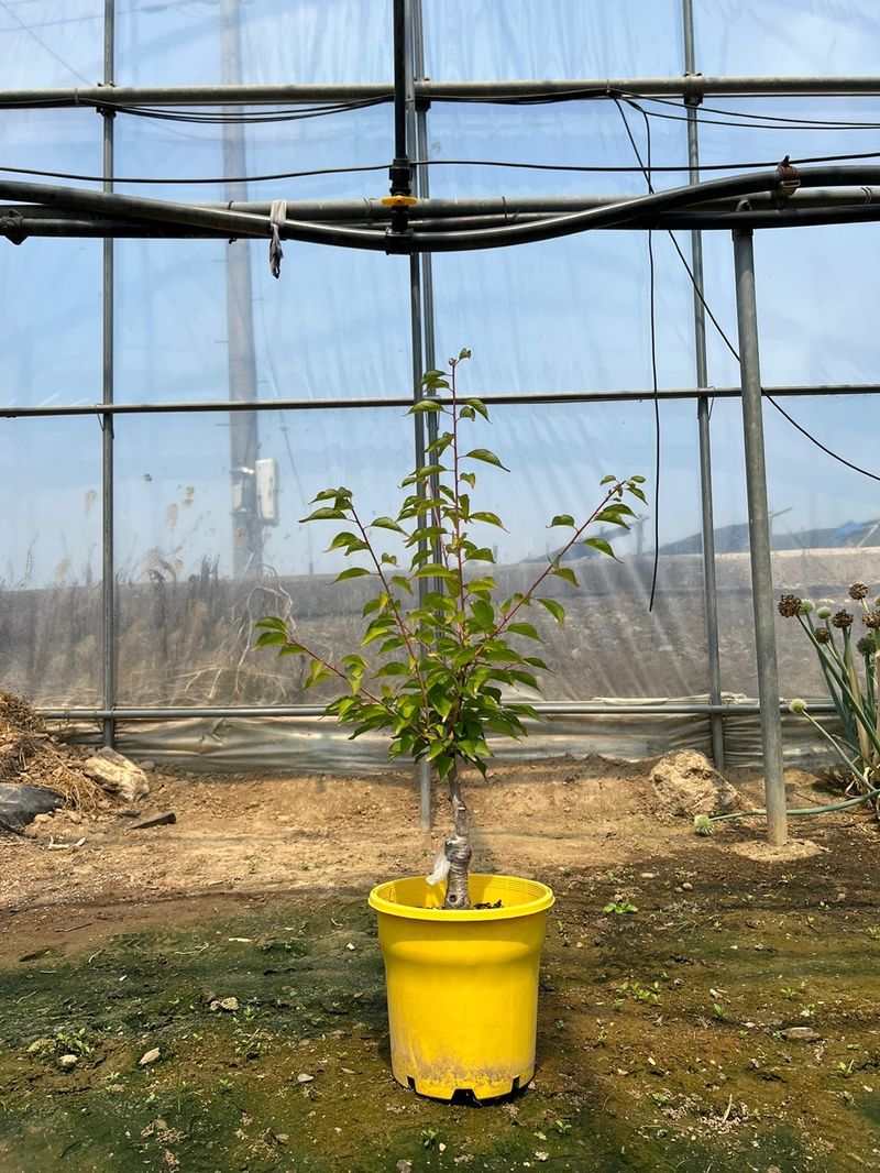 일심묘목농원님의 장터 판매 상품 [황금매화나무 3년생 포트묘 개화주] 첨부 사진