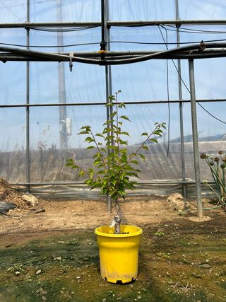 일심묘목농원님의 작성글 사진