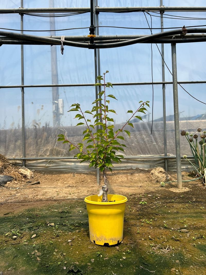 일심묘목농원님의 장터 판매 상품 [황금매화나무 3년생 포트묘 개화주] 첨부 사진