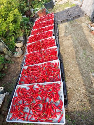 지금은 공돌이님의 고추 · 일상 작성글 사진