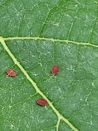 이준희님의 포도 · 병해충상담 작성글 사진