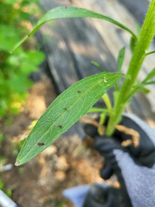 이준희님의 포도 · 병해충상담 작성글 사진