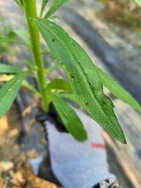 팜모닝 포도·병해충상담 게시글 이미지