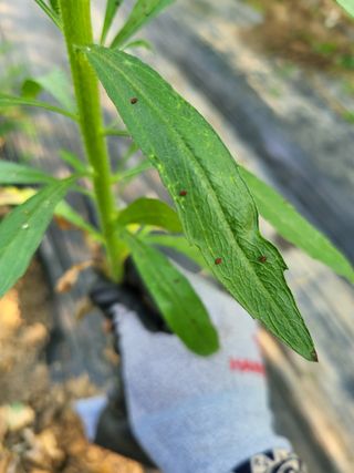 이준희님의 포도 · 병해충상담 작성글 사진