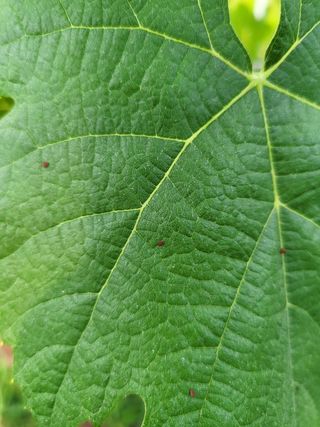 이준희님의 포도 · 병해충상담 작성글 사진